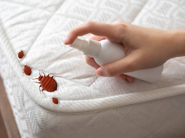 Best Insect Control  in Hrisburg, AR